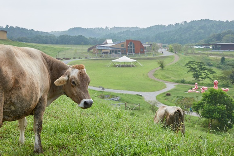 KURKKU FIELDS